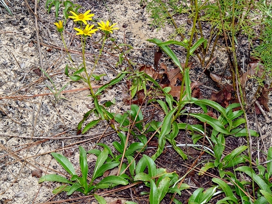 {Helianthus longifolius}